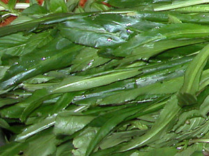 Culantro